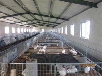 長(zhǎng)毛兔與獺兔市場(chǎng)價(jià)格及獺兔養(yǎng)殖技術(shù)前景深度分析